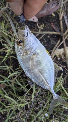 メッキの釣果