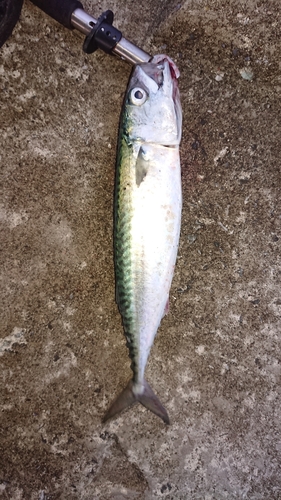 サバの釣果