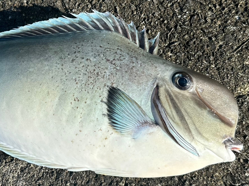 テングハギの釣果