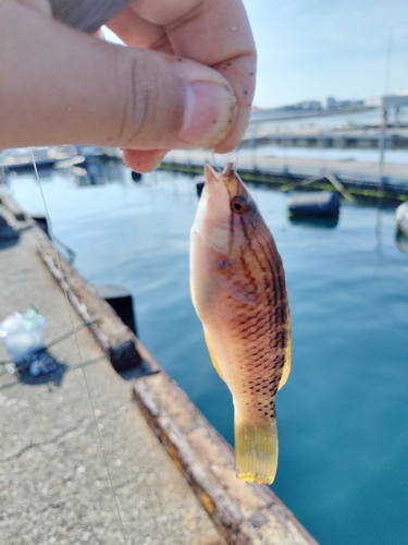 キュウセンの釣果