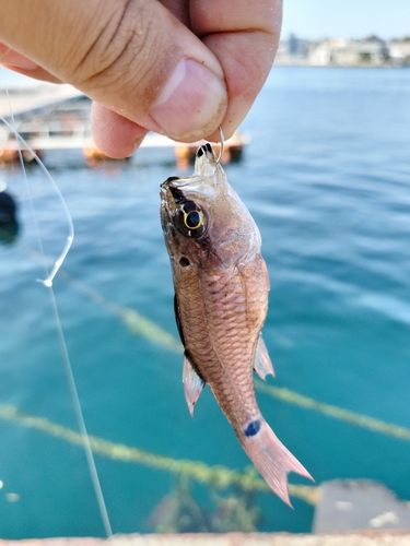 ネンブツダイの釣果