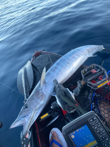 カマスサワラの釣果