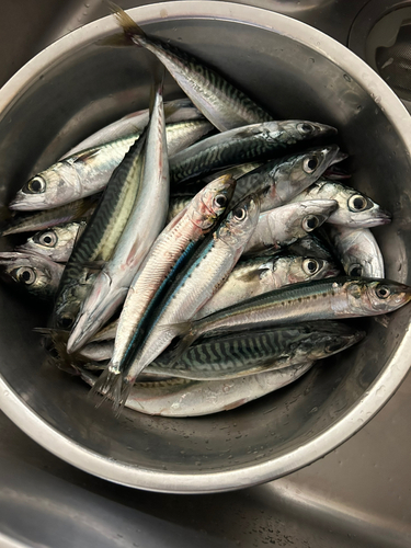 サバの釣果