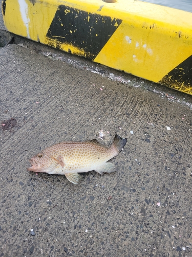 オオモンハタの釣果