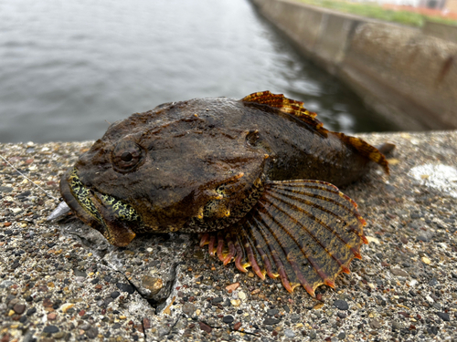 カジカの釣果