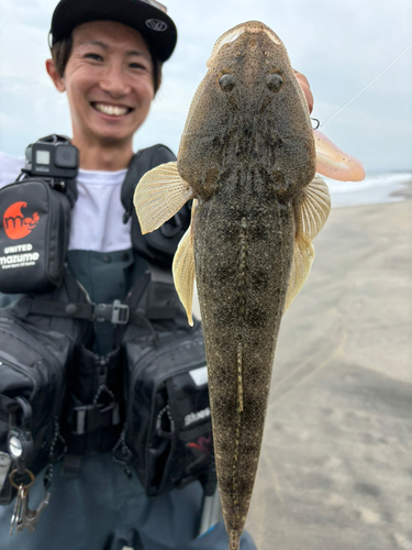 マゴチの釣果