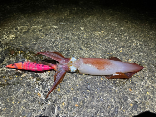 ケンサキイカの釣果