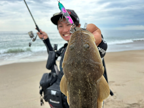 マゴチの釣果