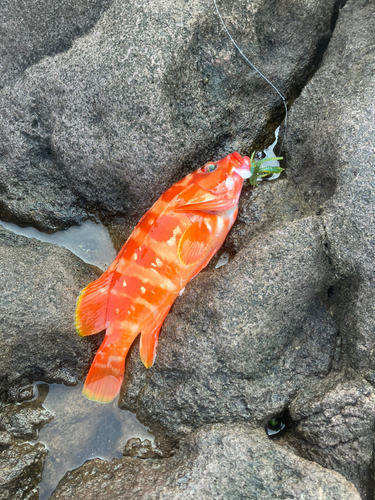 アカハタの釣果