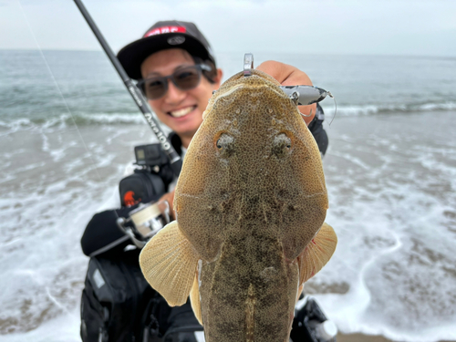 マゴチの釣果