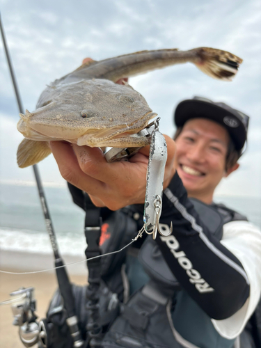 マゴチの釣果