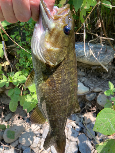 スモールマウスバスの釣果