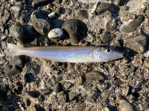 シロギスの釣果