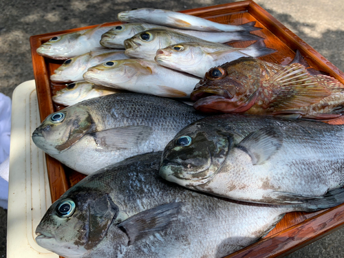 イサキの釣果