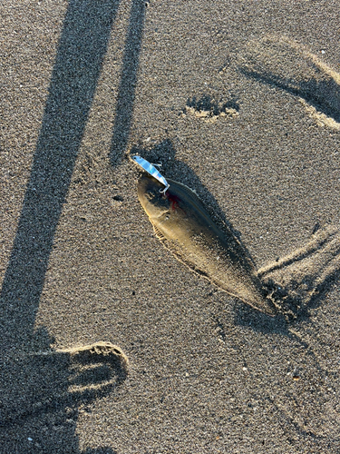 シタビラメの釣果