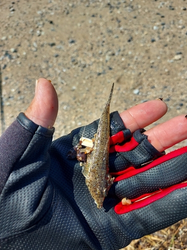 メゴチの釣果