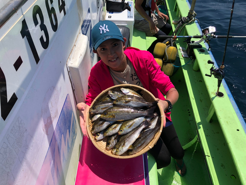 イサキの釣果