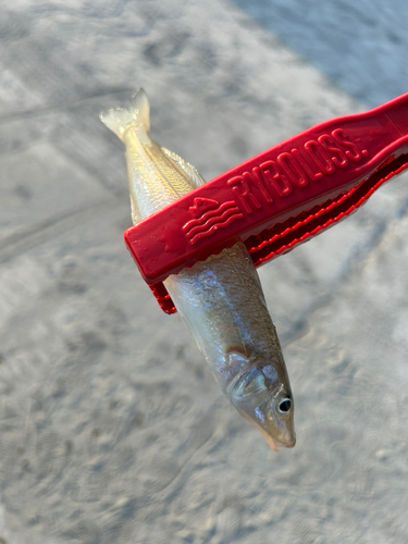 キスの釣果