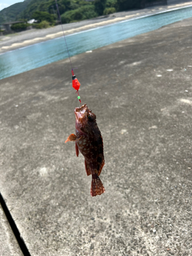 カサゴの釣果