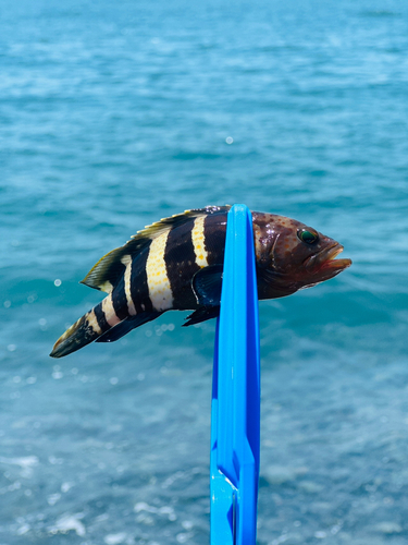 カマスの釣果