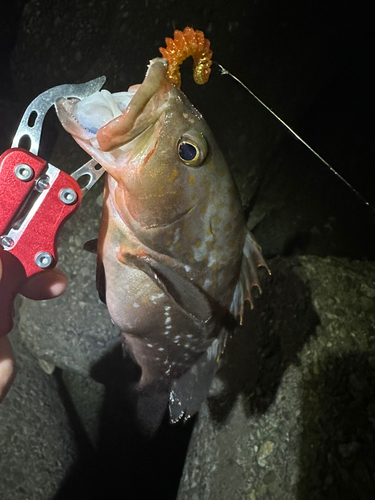 アコウの釣果