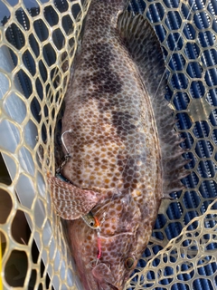 オオモンハタの釣果