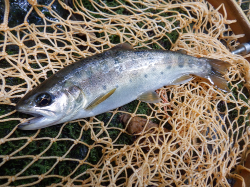 ヤマメの釣果