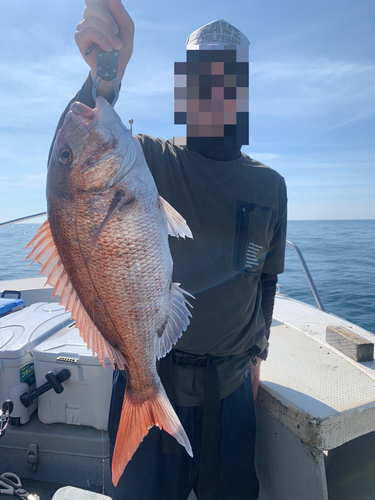 マダイの釣果