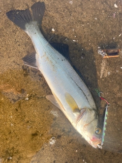 セイゴ（マルスズキ）の釣果