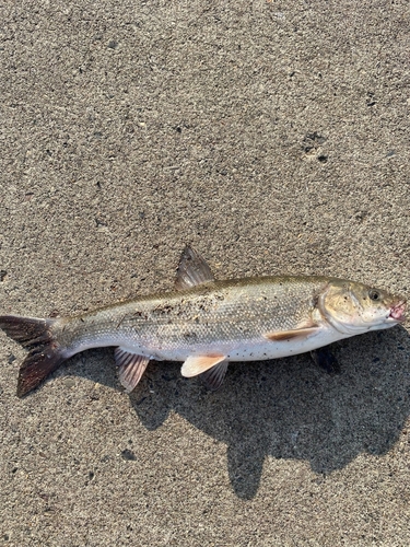 ウグイの釣果