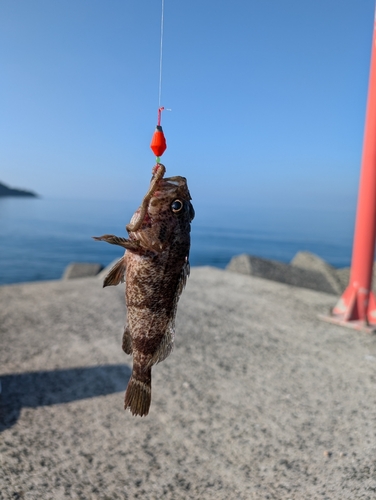 タケノコメバルの釣果