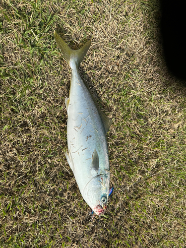 イナダの釣果