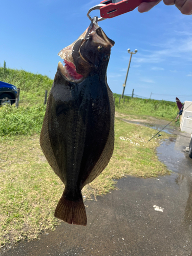 ヒラメの釣果