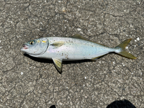 ツバスの釣果