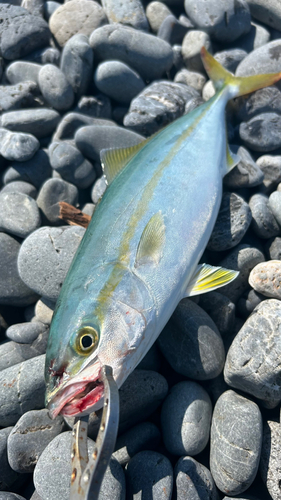 ワカシの釣果