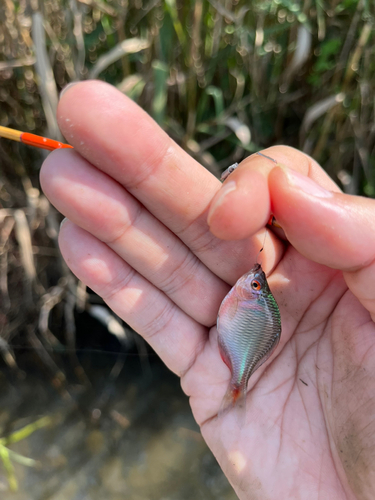 タイリクバラタナゴの釣果