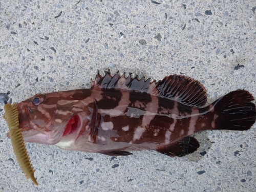 ハタの釣果