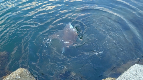 ナルトビエイの釣果