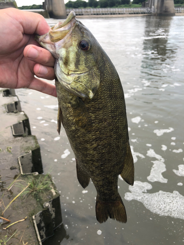 スモールマウスバスの釣果