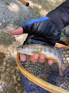 イワナの釣果