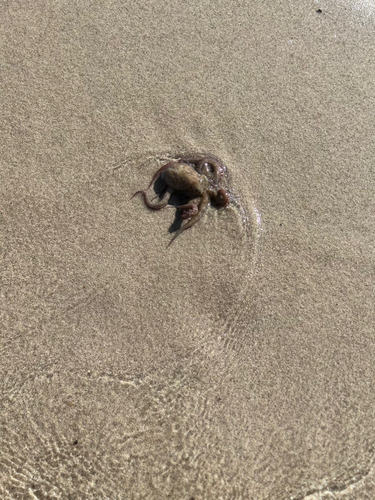 マダコの釣果