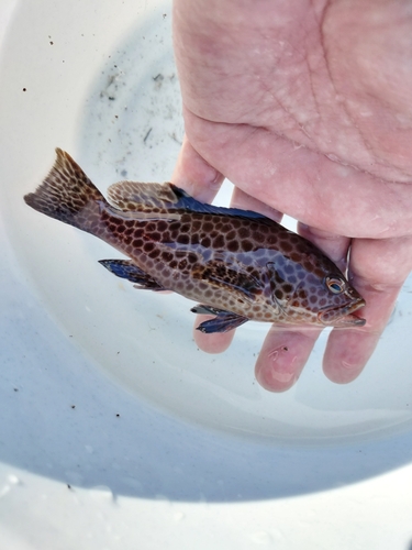 オオモンハタの釣果