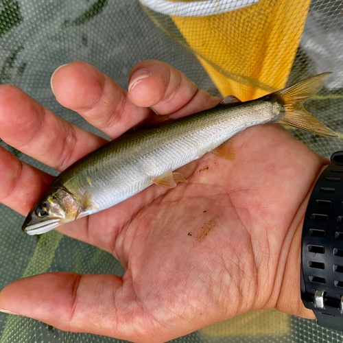 アユの釣果