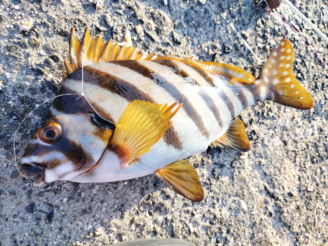 タカノハダイ