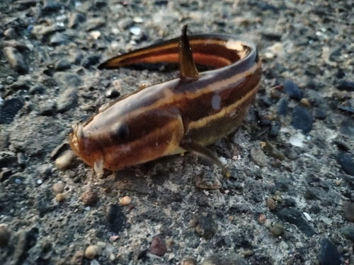 ゴンズイの釣果