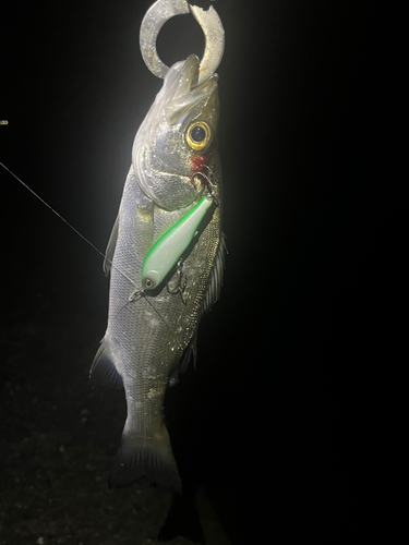 セイゴ（マルスズキ）の釣果