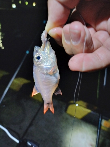 ネンブツダイの釣果