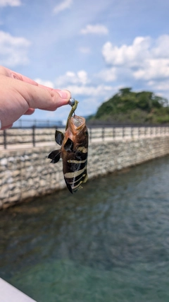 アオハタの釣果