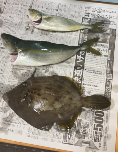 カワハギの釣果