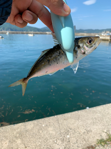 鮫浦湾